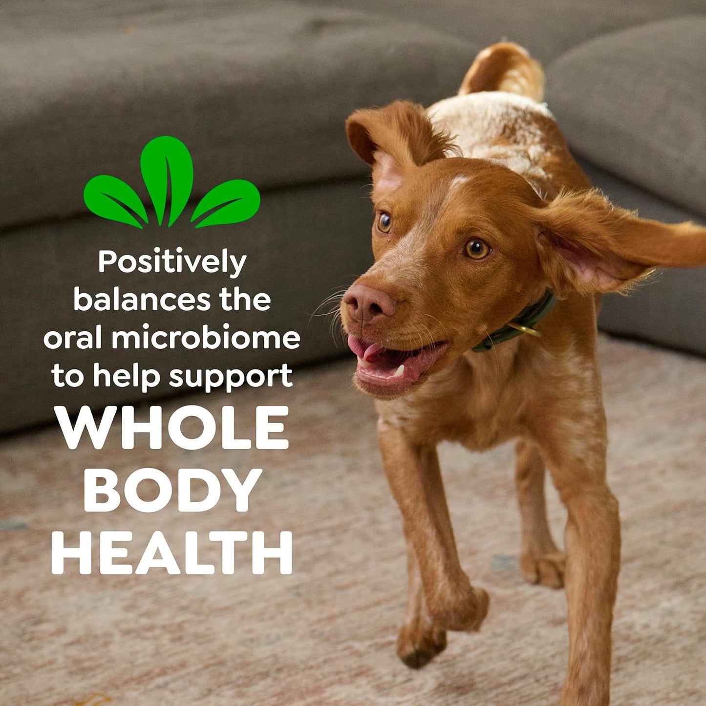 Greenies Veterinarian-Recommended Adult Natural Dental Dog Treats Large Size, Dog Dental Chews, Original Flavor, 6 Oz. Pack, 4 Count